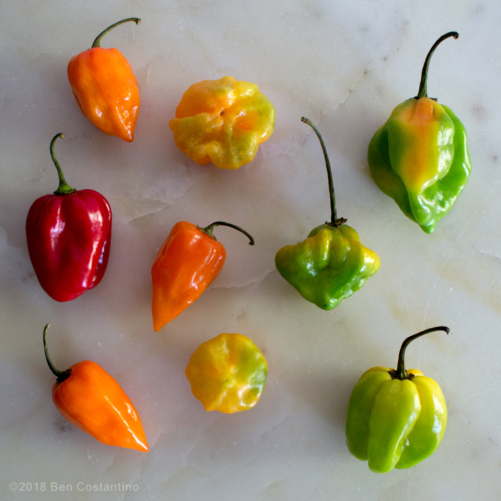 habañero peppers compared with ajicito dulce peppers and scotch bonnet peppers