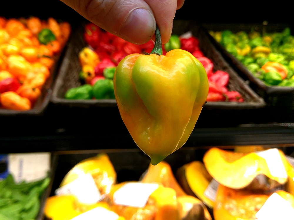 Scotch Bonnet pepper