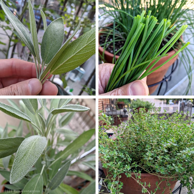 homegrown herbs on my balcony; thyme, sage and garlic