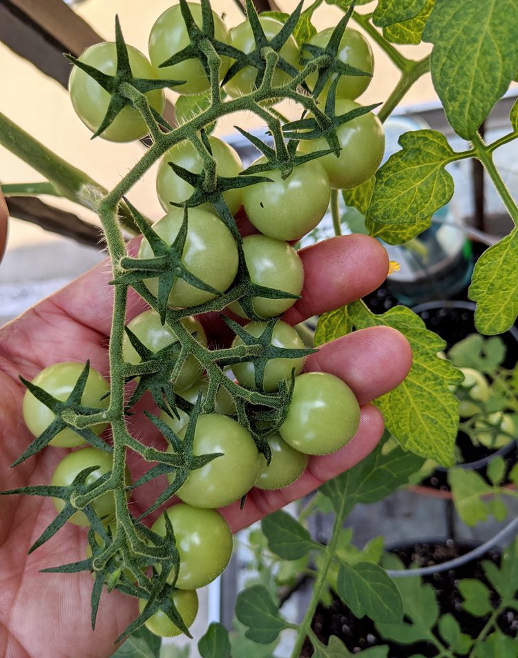 homegrown green cherry tomatoes