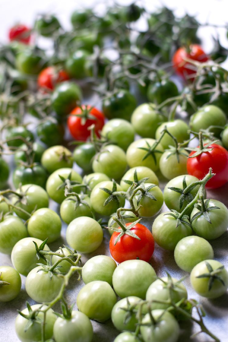 green-tomato-harvest