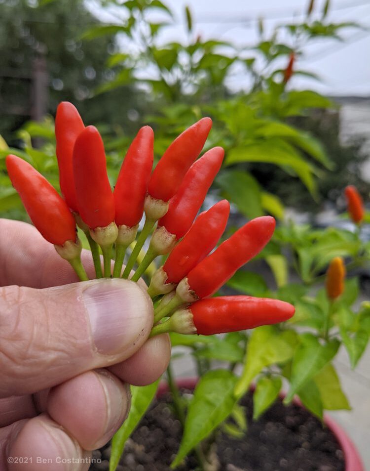 homegrown Tabasco peppers