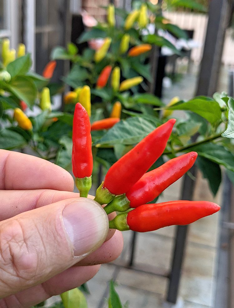 homegrown Tabasco peppers