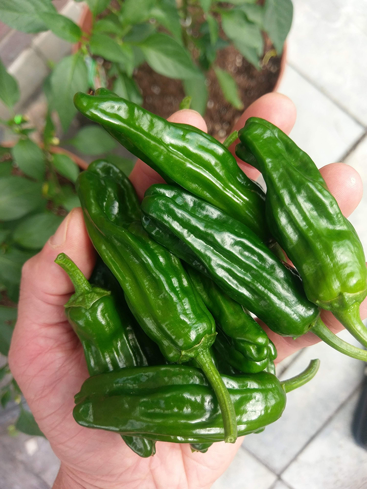 homegrown Shishito peppers
