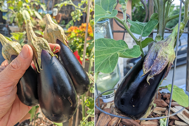 homegrown eggplant grown in containers and harvested