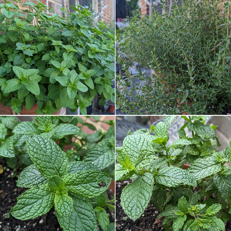 homegrown oregano, thyme and mint in containers