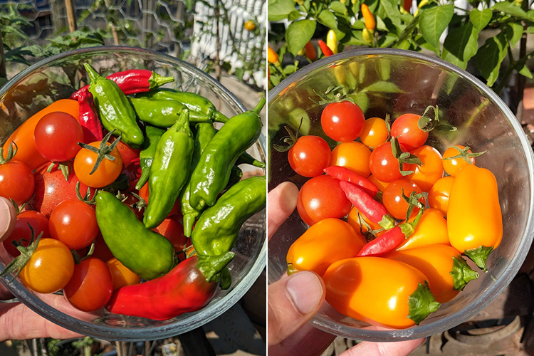homegrown cherry tomatoes and mini-peppers