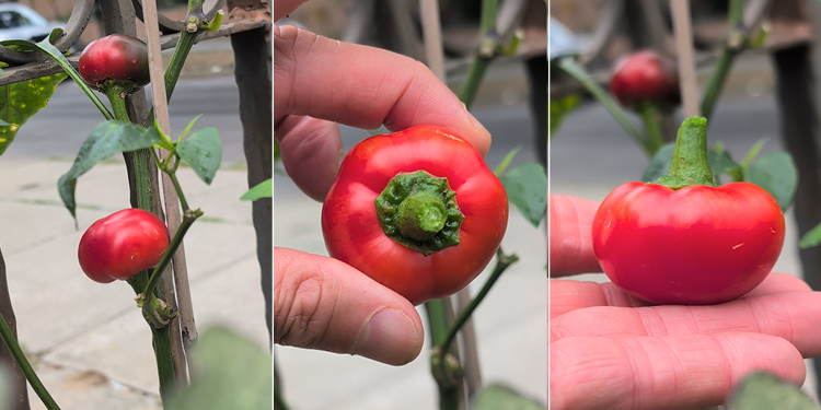 A cherrybomb pepper on the vine, and harvested