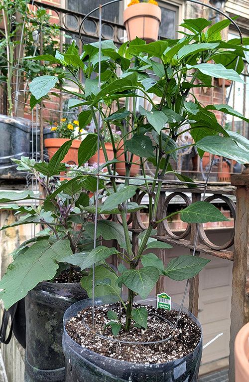 fully grown Jalapeñopepper plant on a container