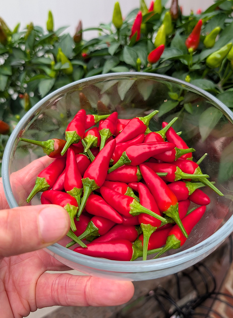 homegrown Tabasco peppers harvested in a glass bowl